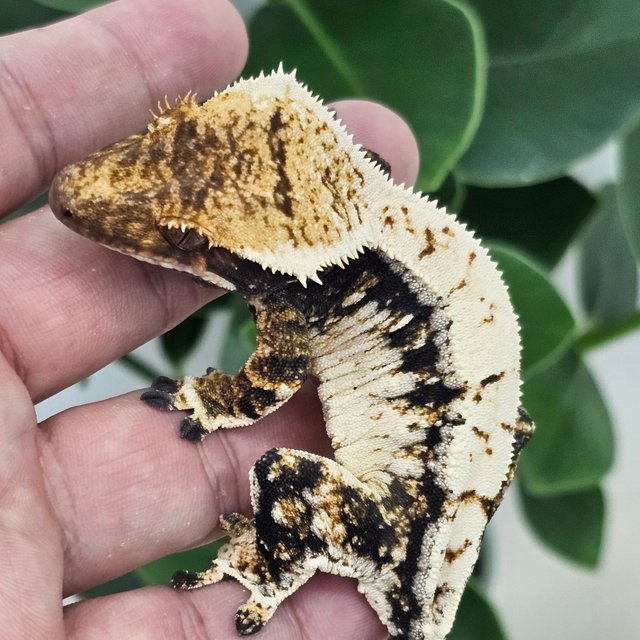 Normal Drippy White Spot