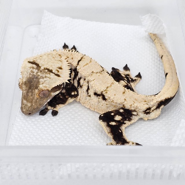 White Spot Drippy Extreme Harlequin Normal