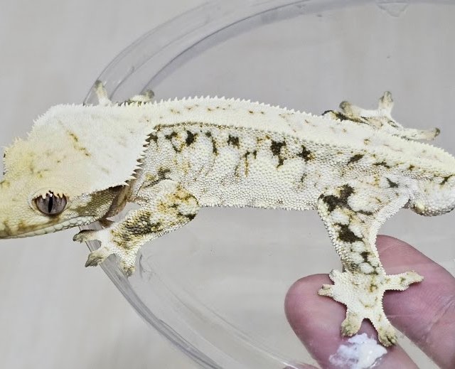 노멀 드리피 화이트스팟