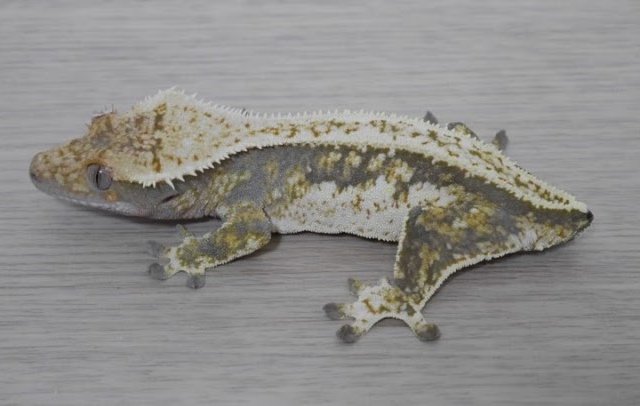 노멀 드리피 화이트스팟