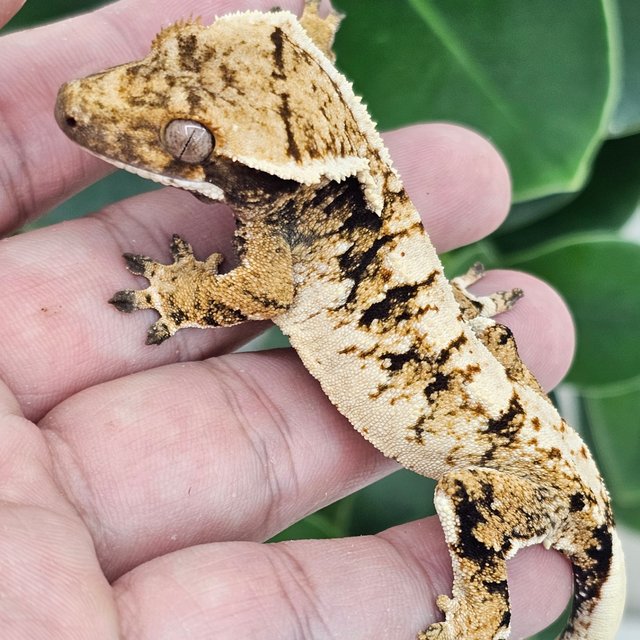 Normal Extreme Harlequin White Spot