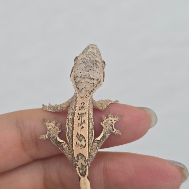 노멀 화이트스팟 드리피