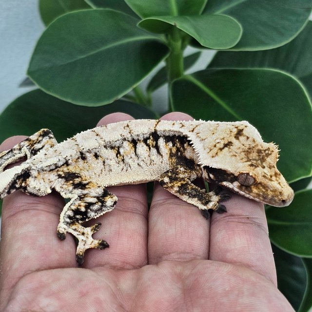 Normal Extreme Harlequin White Drippy White Spot