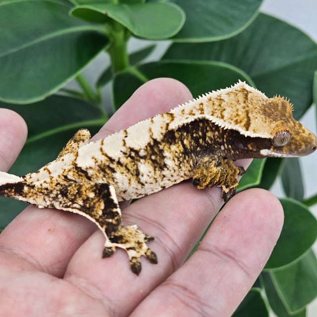 Normal Extreme Harlequin White Spot