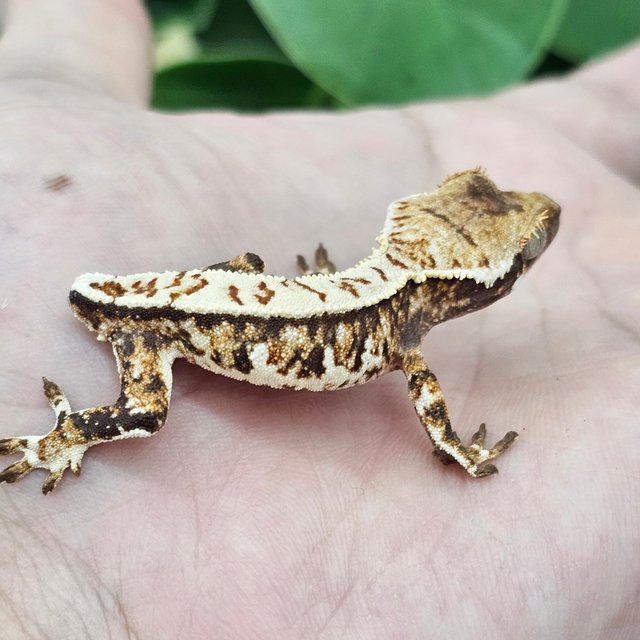 Normal Tri Extreme Harlequin White Spot