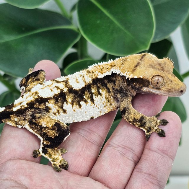 Normal Tri Extreme Harlequin White Spot