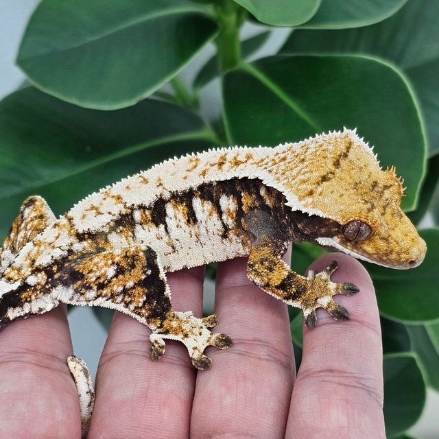 Normal Tangerine Extreme Harlequin White Spot