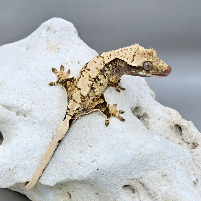 노멀 화이트스팟