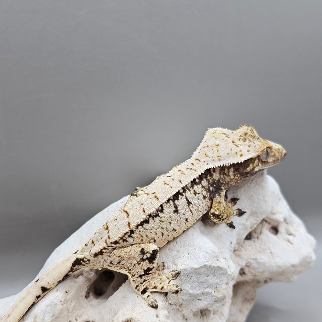 노멀 화이트 드리피 화이트스팟