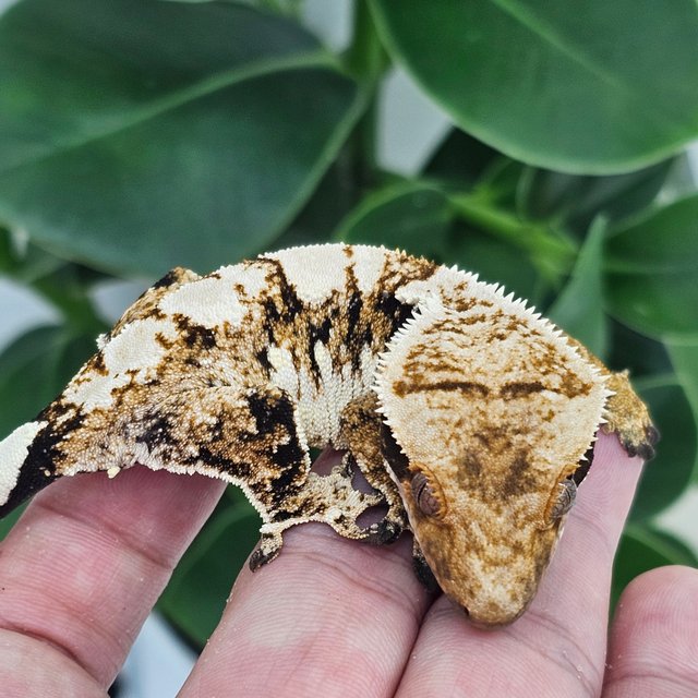 Normal Tangerine Extreme Harlequin White Spot