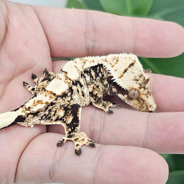 Normal Extreme Harlequin White Spot