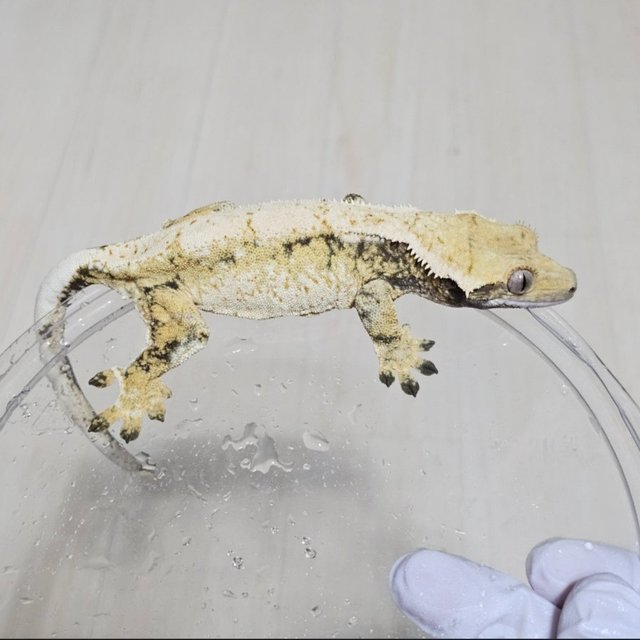 노멀 드리피 화이트스팟