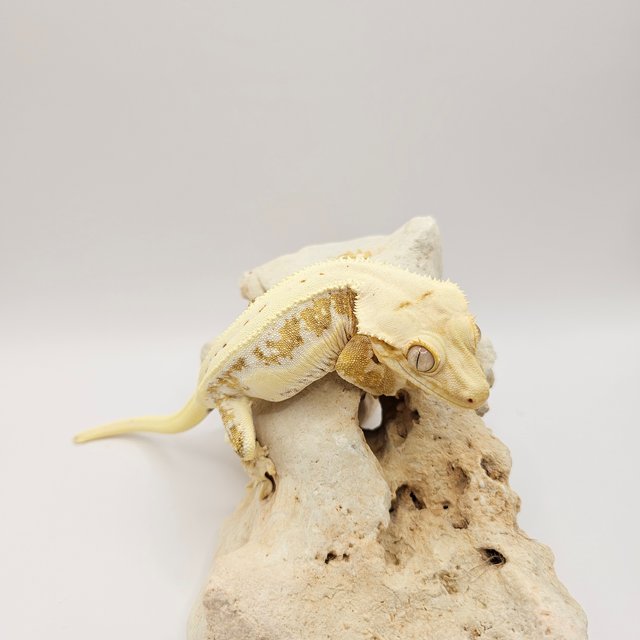 릴리100%헷아잔틱