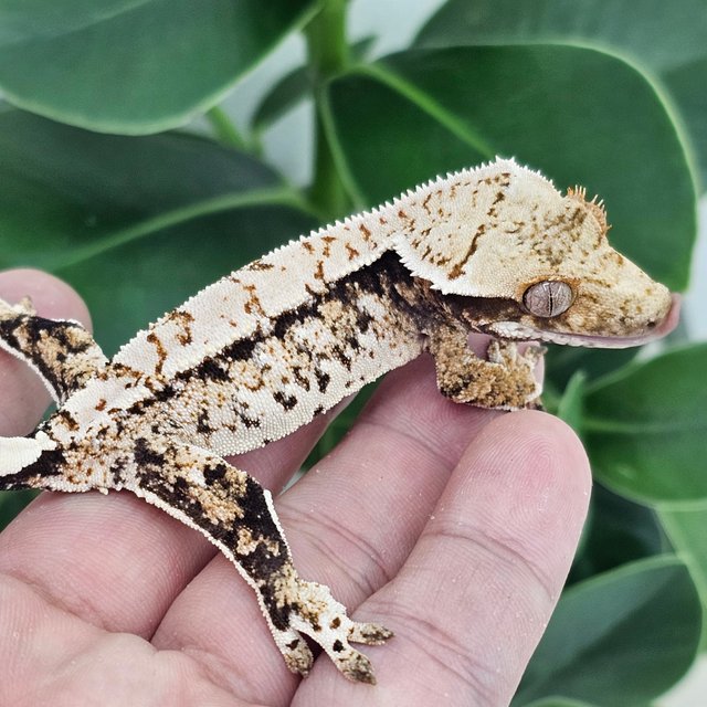 Normal Tri Drippy Extreme Harlequin White Spot
