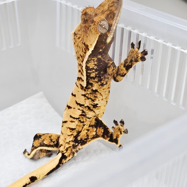 노멀 드리피 화이트스팟