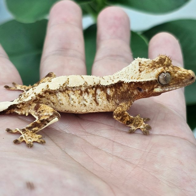Normal Red Extreme Harlequin Drippy White Spot