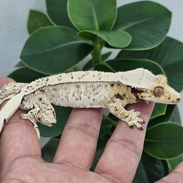 Normal White Drippy White Spot