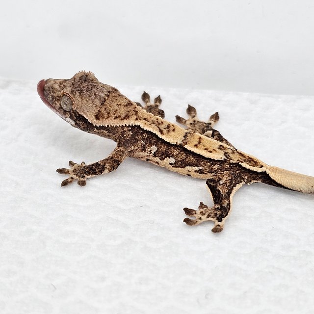 노멀 드리피 화이트스팟