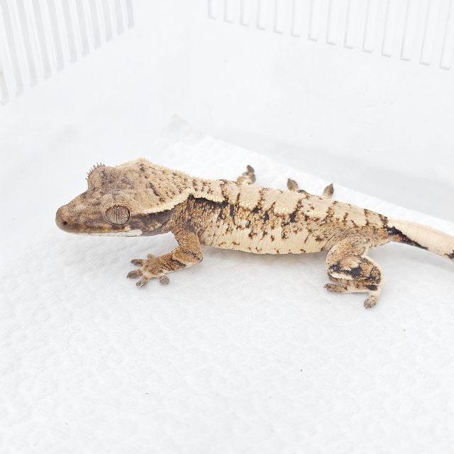 Extreme Harlequin White Spot Tangerine Normal