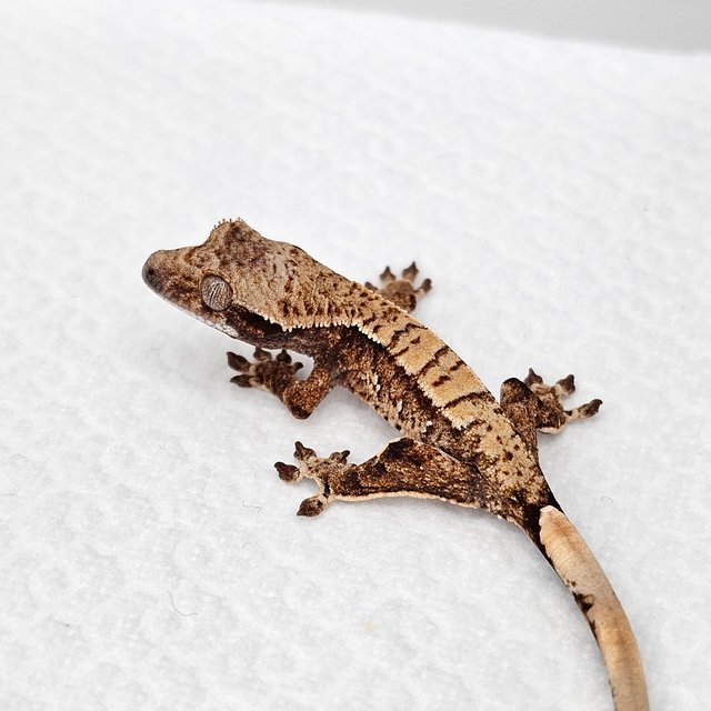 노멀 드리피 화이트스팟