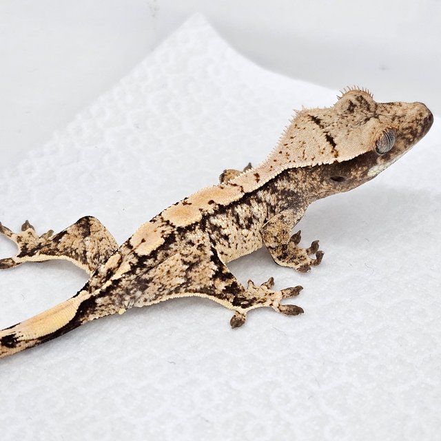 노멀 드리피 화이트스팟