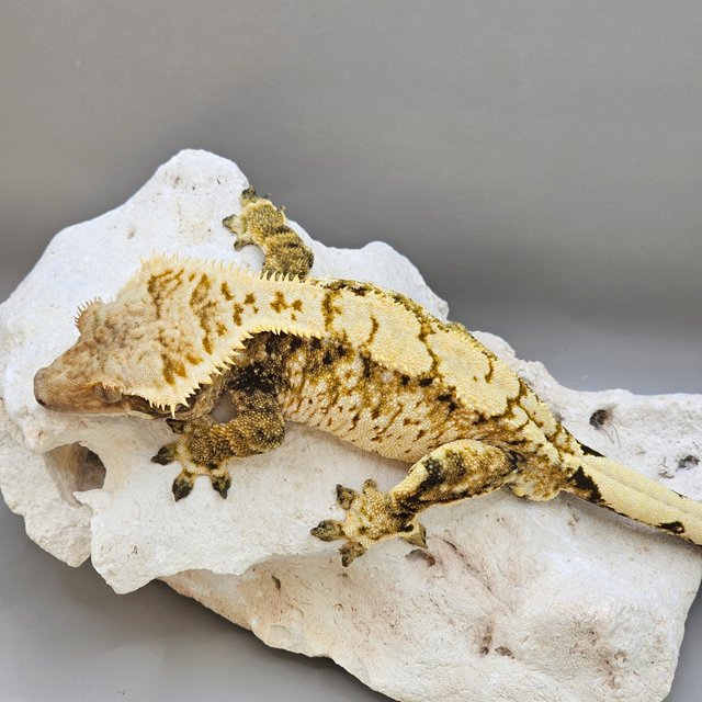 White Spot Normal Extreme Harlequin