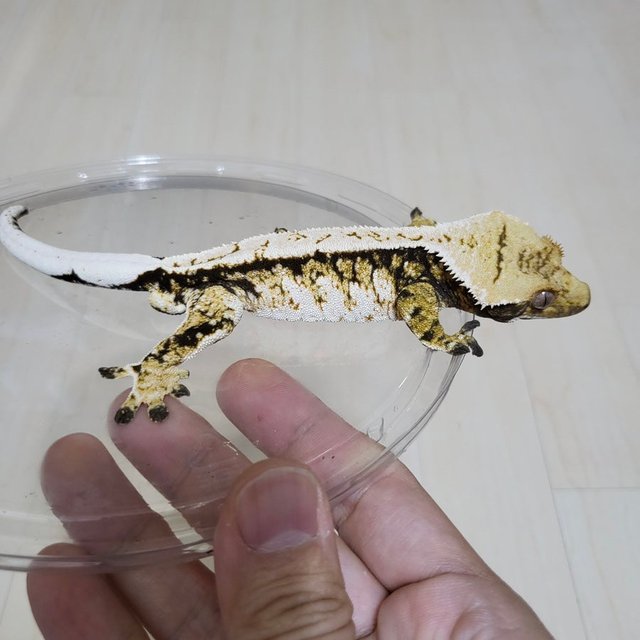 노멀 드리피 화이트스팟