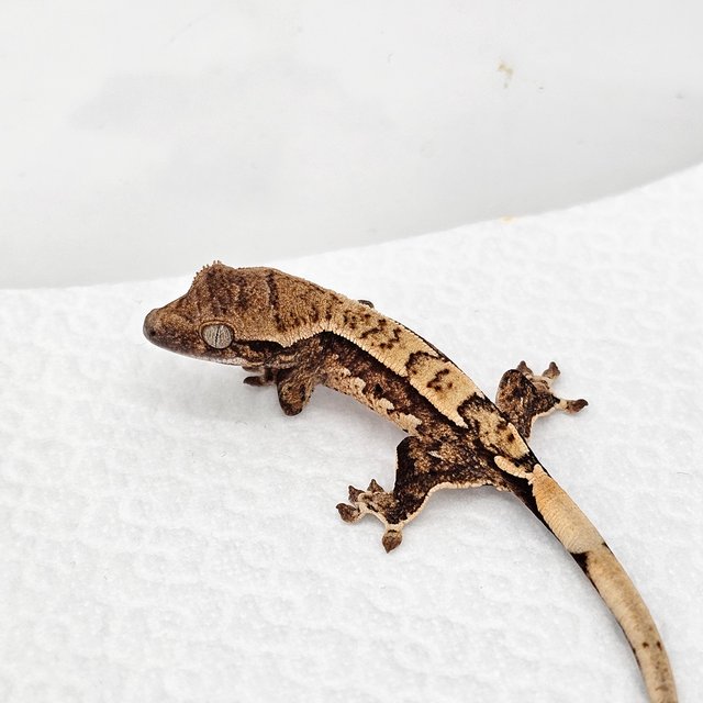 노멀 드리피 화이트스팟