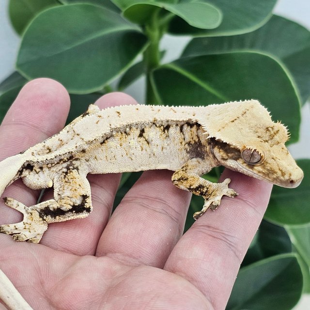Normal Extreme Harlequin Drippy White Spot