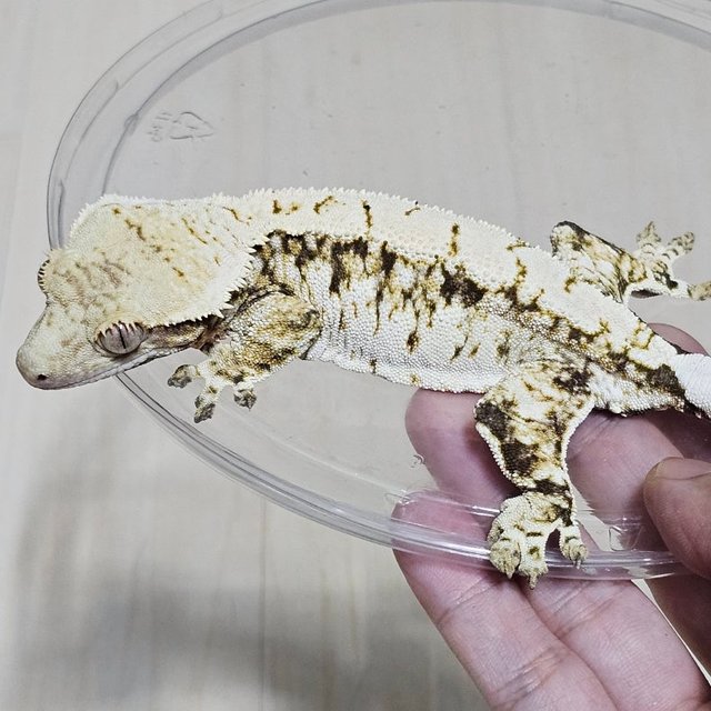 노멀 드리피 화이트스팟