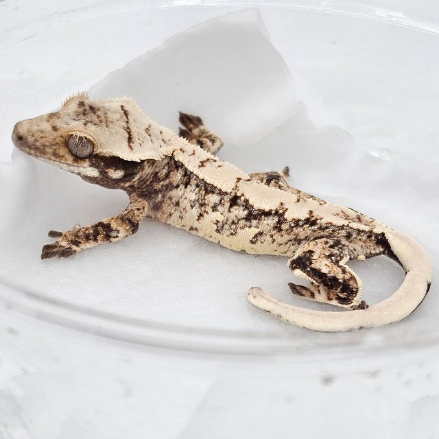 Normal Drippy Extreme Harlequin White Spot