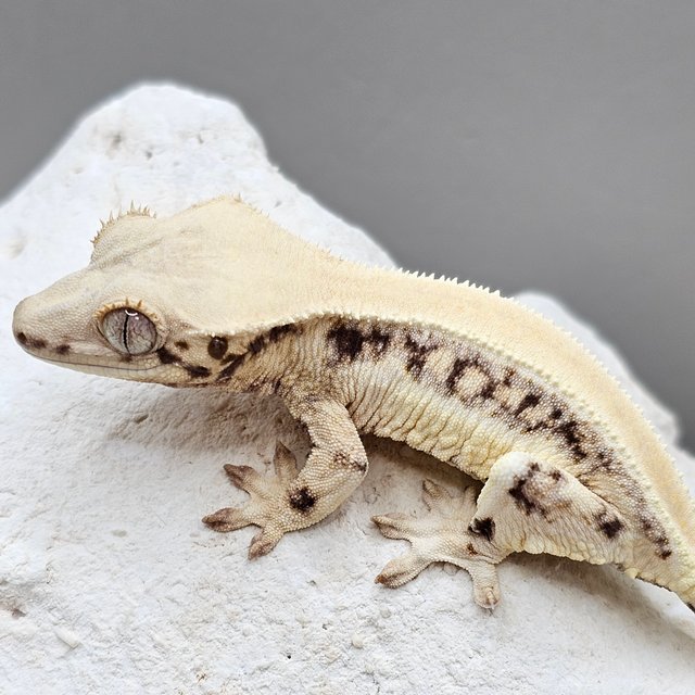 릴리화이트 솔리드백