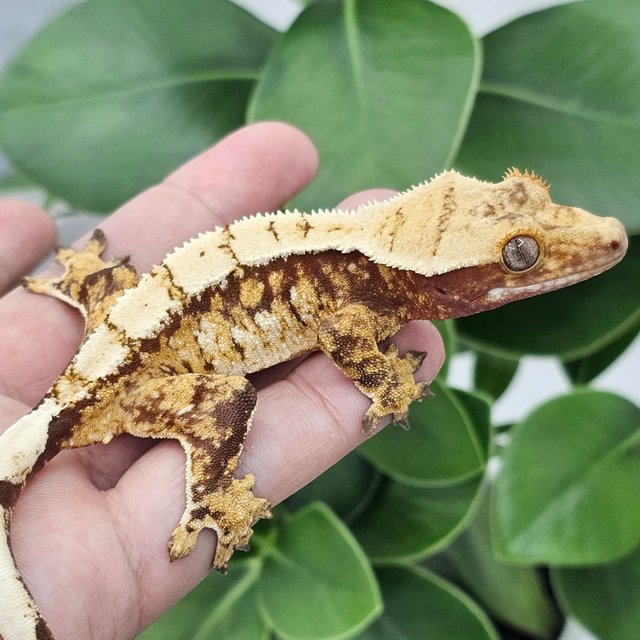 Red Normal White Spot Extreme Harlequin