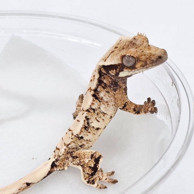 Normal Extreme Harlequin Drippy White Spot