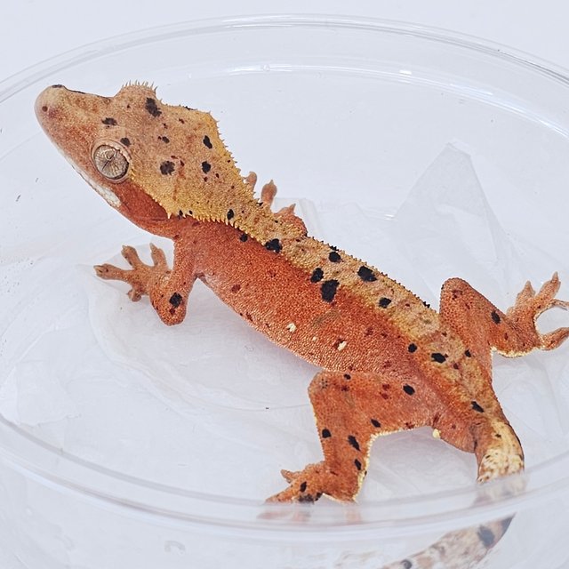 Red Super Dalmatian