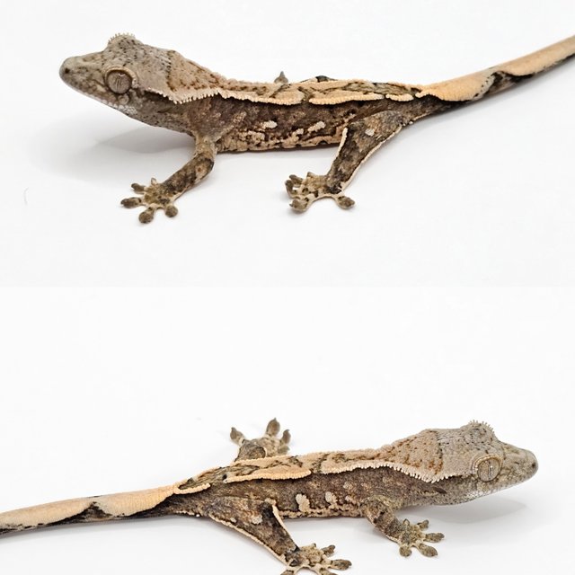 노멀 드리피 화이트스팟