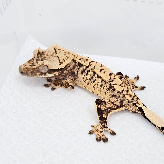 노멀 드리피 화이트스팟