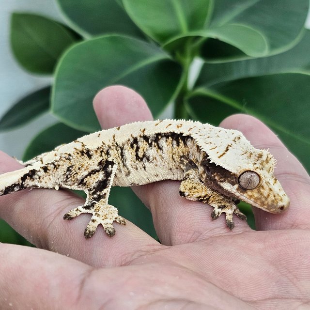Normal Extreme Harlequin White Spot Tri