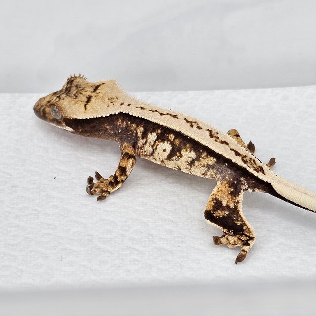 노멀 풀핀 화이트스팟