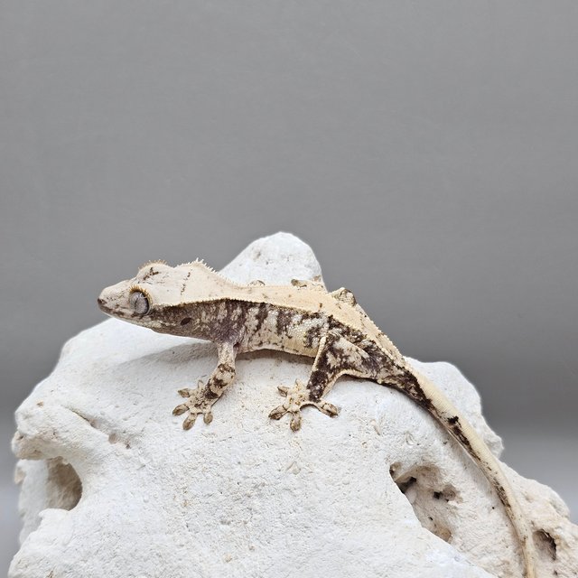 노멀 드리피 화이트스팟