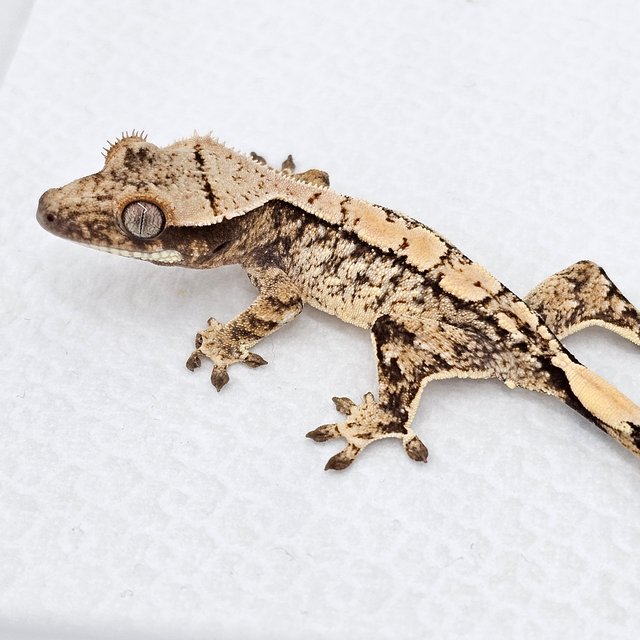 노멀 드리피 화이트스팟