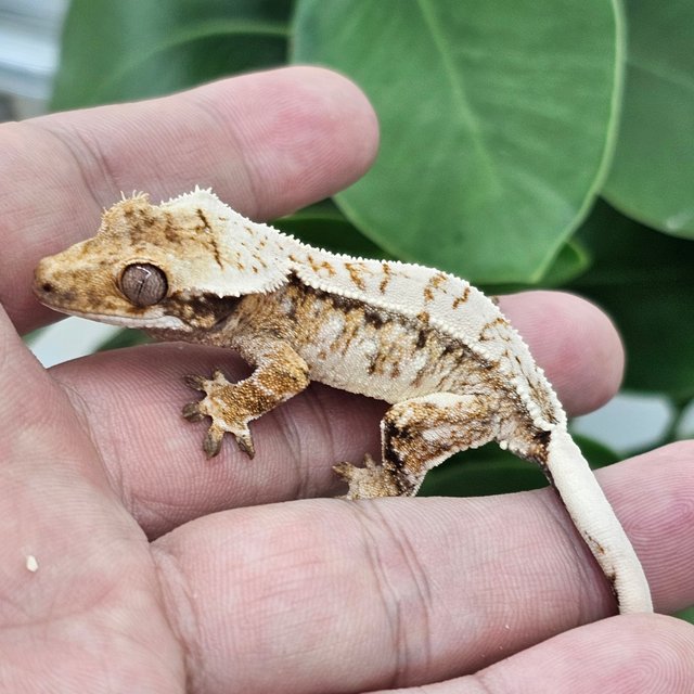Normal Extreme Harlequin Drippy White Spot