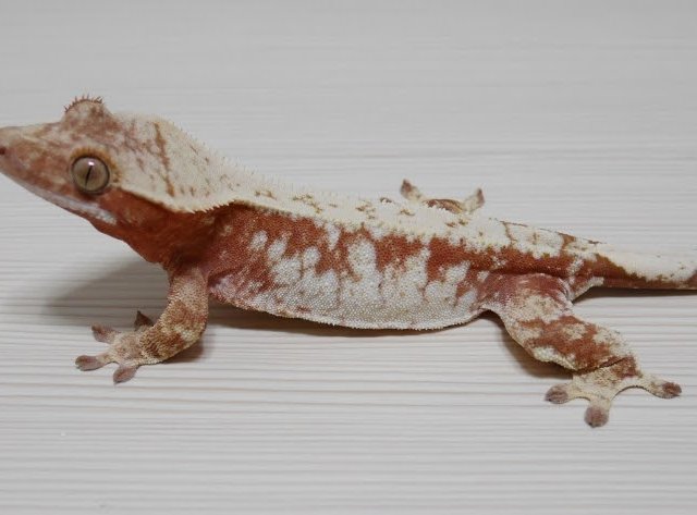 노멀 레드 트라이 화이트스팟 드리피