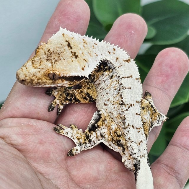 White Spot Drippy White Normal