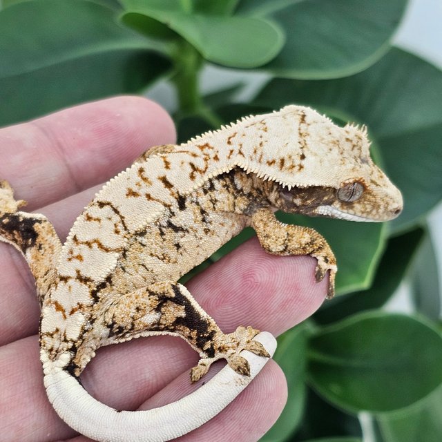 Tri Drippy White Spot Extreme Harlequin Normal