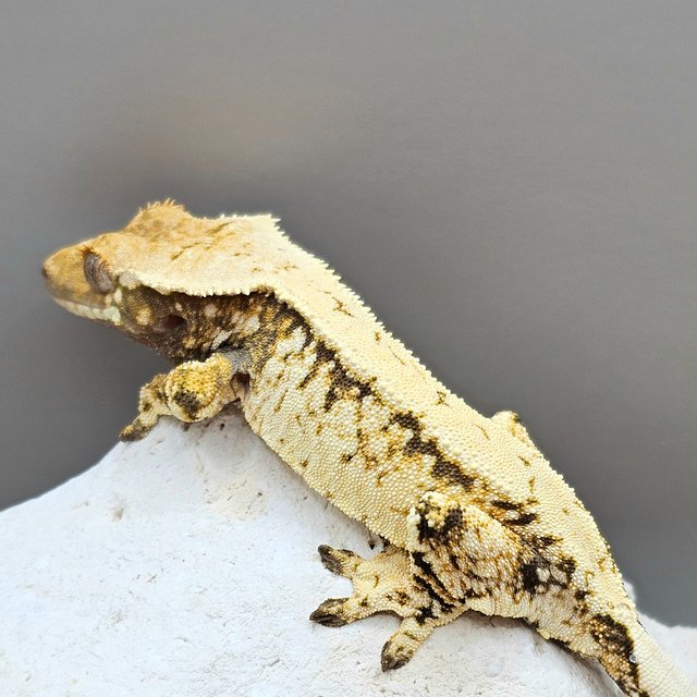 노멀 드리피 화이트스팟