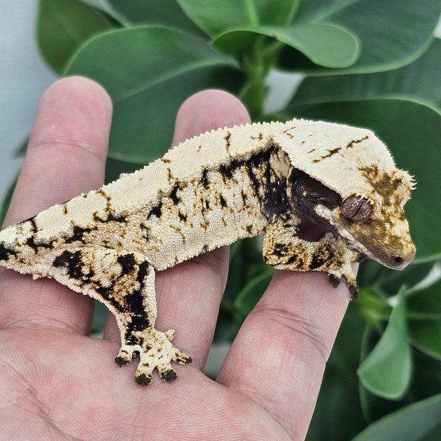 Normal Extreme Harlequin Drippy White Spot
