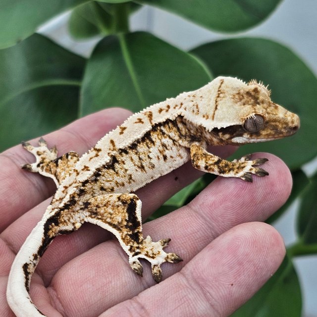 Normal Extreme Harlequin Drippy White Crown White Spot