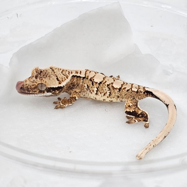 Normal Extreme Harlequin Drippy White Spot