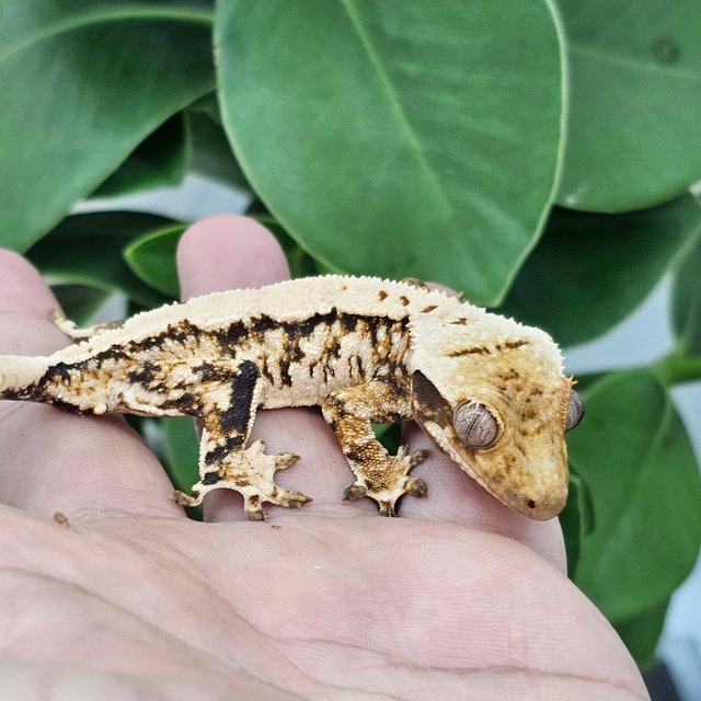 Normal Extreme Harlequin White Crown White Spot